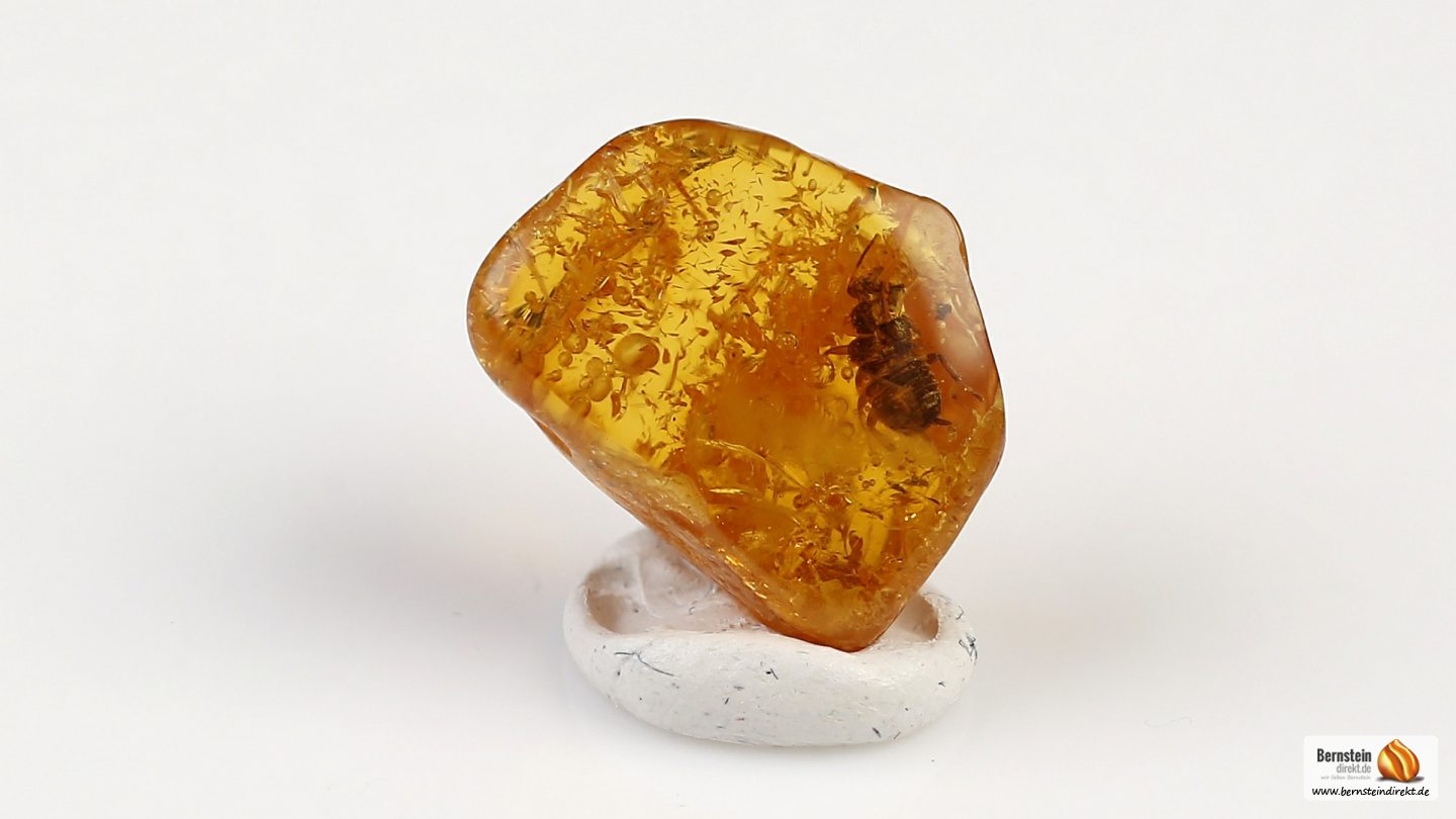 Schabe (Blatta) als Inkluse, Schabe als Einschluss im Baltischen Bernstein